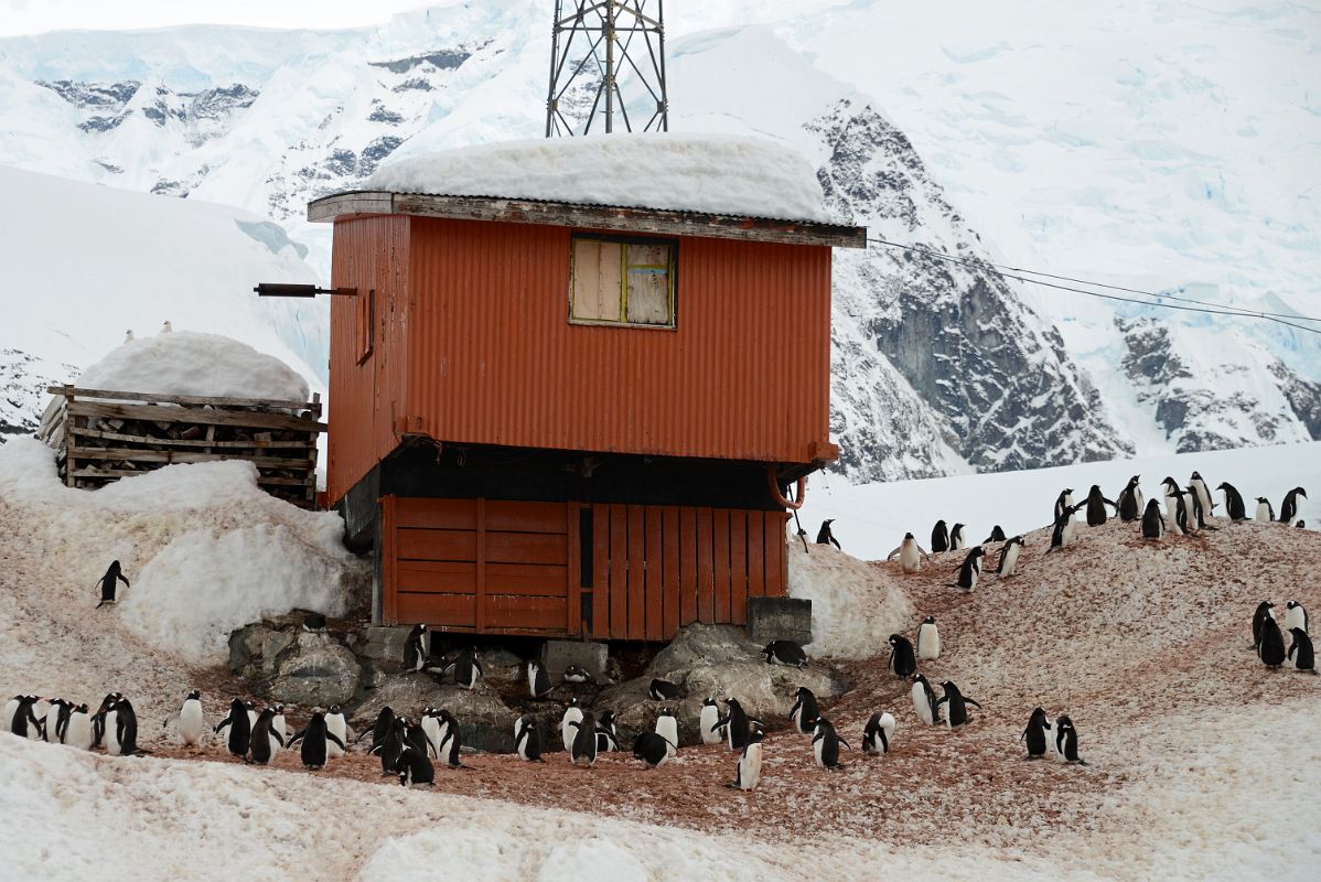 05C Gentoo Penguins Prepare To Mate Next To One Of The Buildings Of Almirante Brown Station From Zodiac On Quark Expeditions Antarctica Cruise